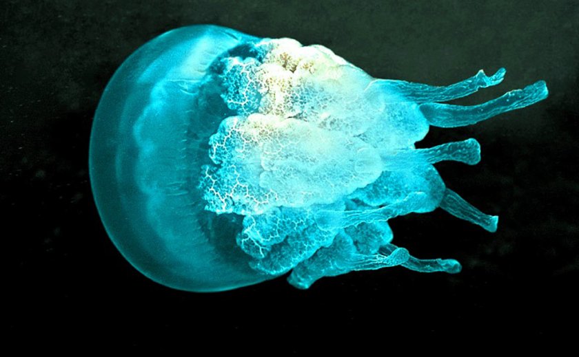 Роботче-медуза плува в човешкото тяло, "изяжда" тумори