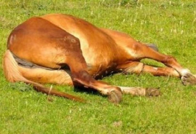 Разстреляха кон в Копривщица, три щъркела открити мъртви 