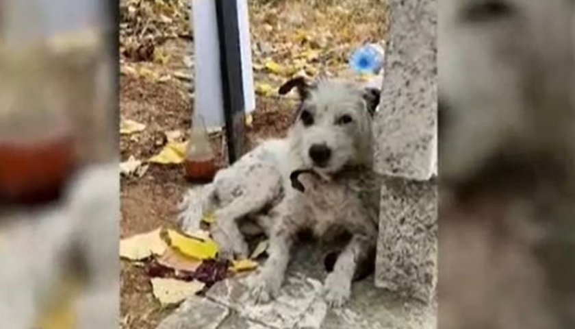 Български Хачико живя 2 месеца на гроба на стопанката си