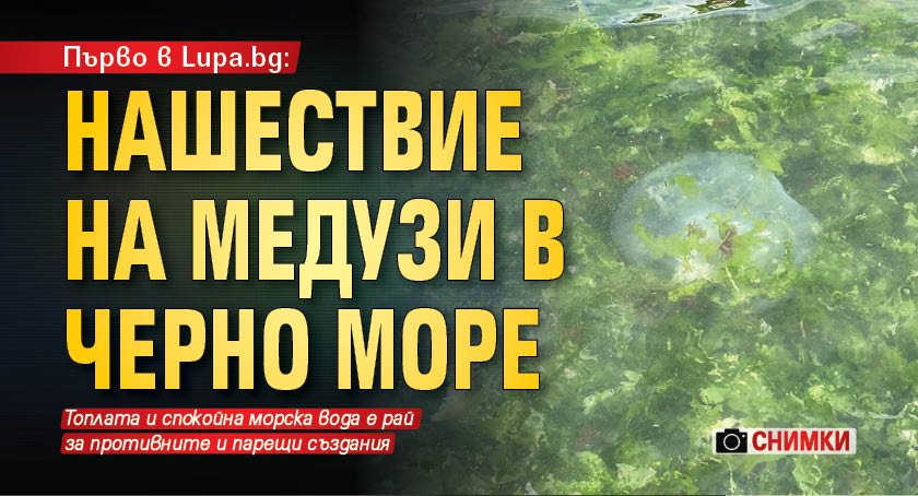 Първо в Lupa.bg: Нашествие на медузи в Черно море (СНИМКИ)