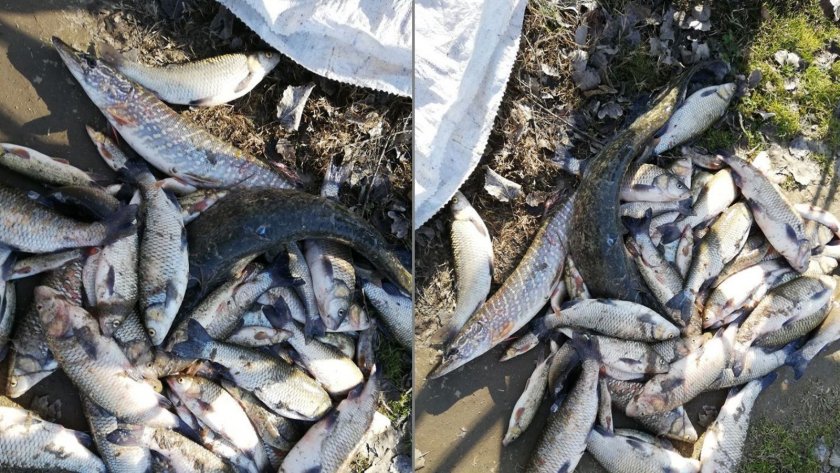 Мъртва риба трови язовира в село Мрамор