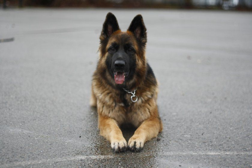 Куче засече заразен с COVID пътник на летище в Румъния