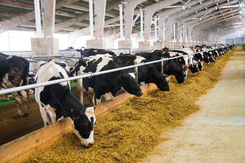 ЕП спира антибиотиците във фуража за животни?
