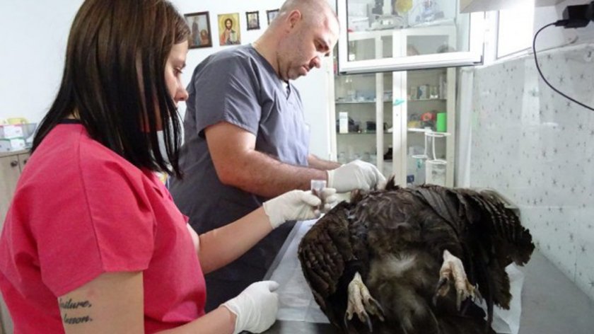 Черен лешояд е намерен отровен в района на Крумовград