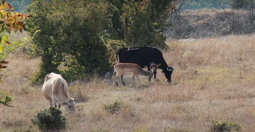 Драма в Родопите: Елен се влюби в стадо крави (ВИДЕО)