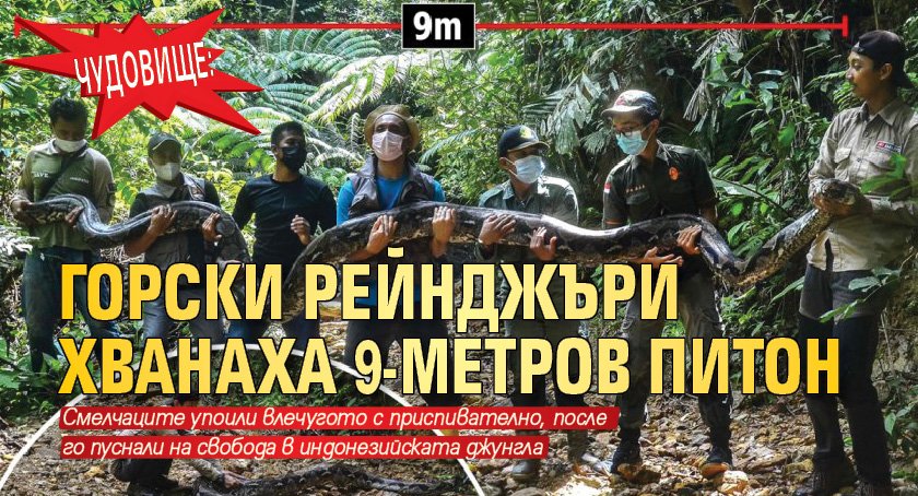 Чудовище: Горски рейнджъри хванаха 9-метров питон