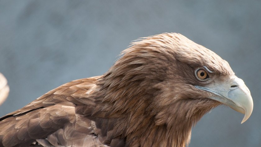 Царски орел е прострелян край Ямбол