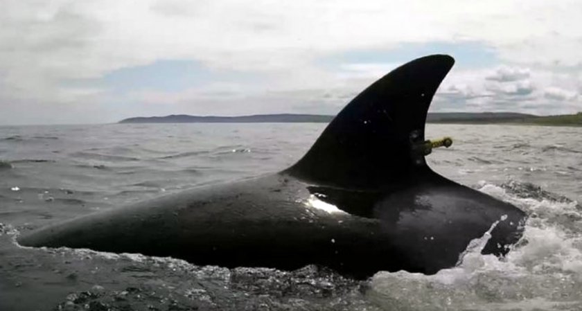 Освободиха втора група косатки край Хабаровския край