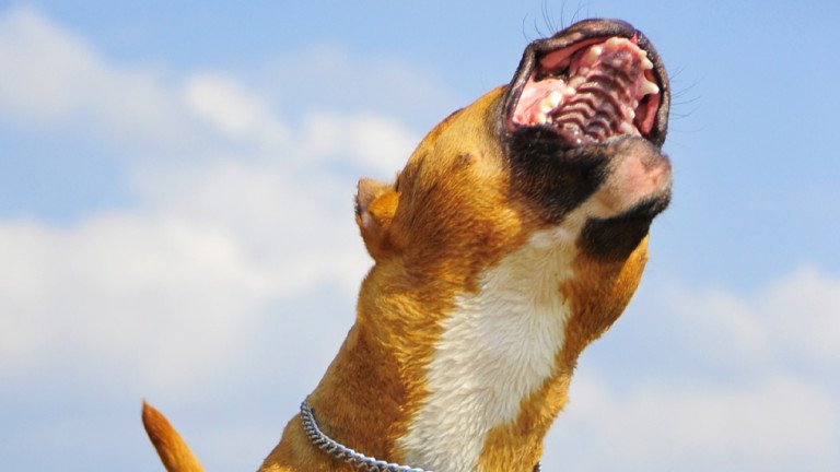 Треньорът на питбула, нахапал стопаните си: Кучето е било превъзбудено!