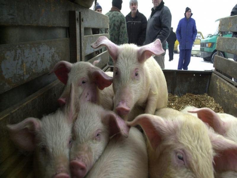Стопани крият заразени от Африканска чума прасета