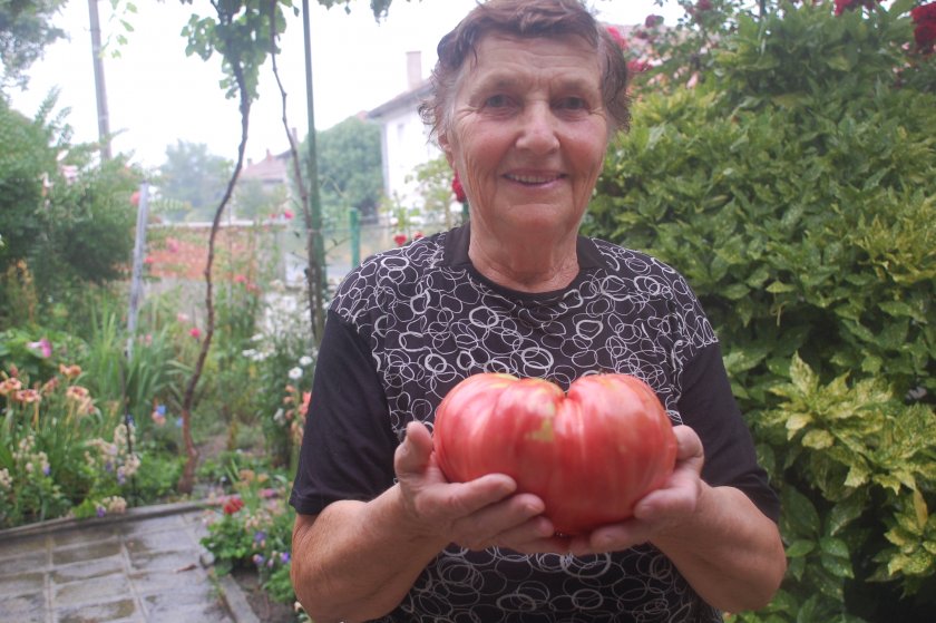 Баба Мария показа домат за Гинес