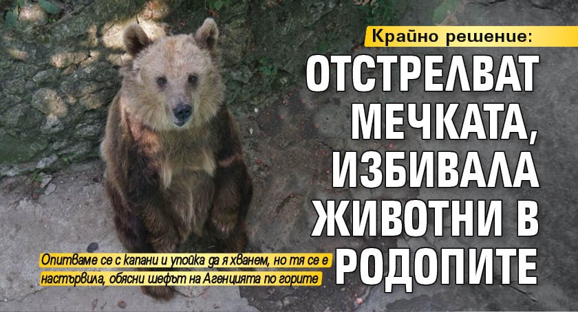 Крайно решение: Отстрелват мечката, избивала животни в Родопите