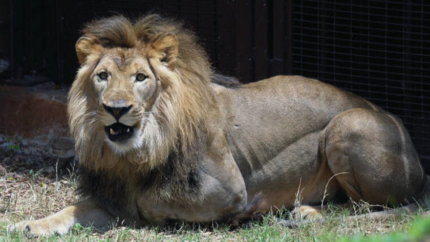 Коронавирусът погуби 13-годишен лъв