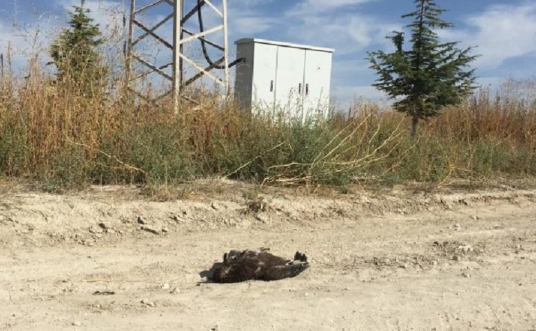 Наш креслив орел с GPS умря от токов удар в Турция