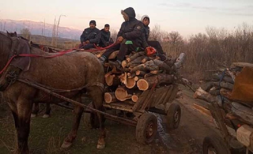 Роми на помощи крадат дърва