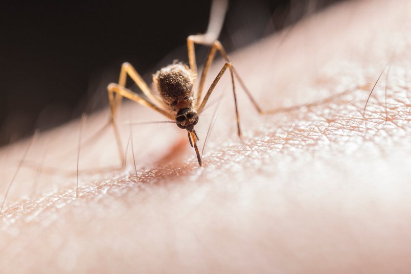 Нов ужас в Италия: Опасни комари нападнаха страната