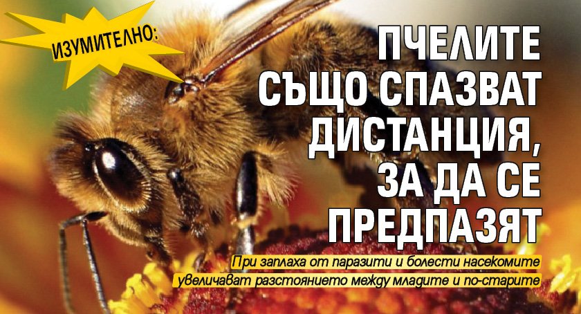 Изумително: Пчелите също спазват дистанция, за да се предпазят
