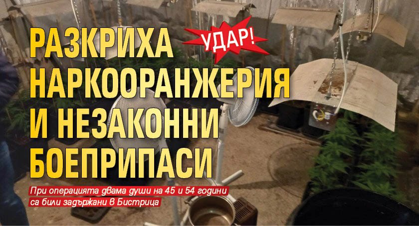 Удар! Разкриха наркооранжерия и незаконни боеприпаси