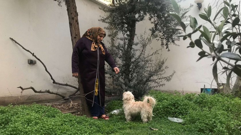 Иран е на път да забрани домашните кучета и котки