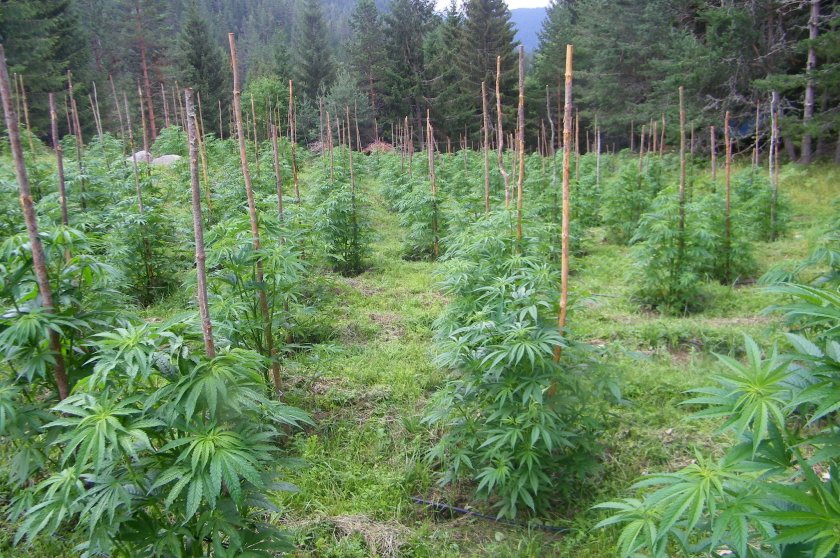 ГДБОП откри канабис за 54 000 лева в Бургас