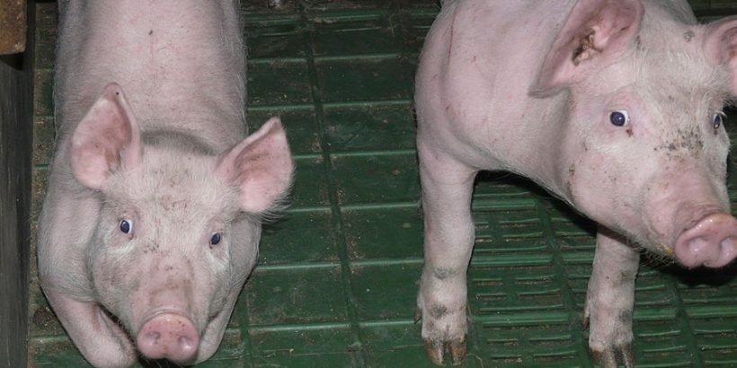 Умъртвяват болните прасета във фермата в Николово