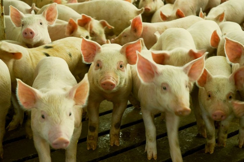 Откриха чума във ферма със 17 000 свине в Николово