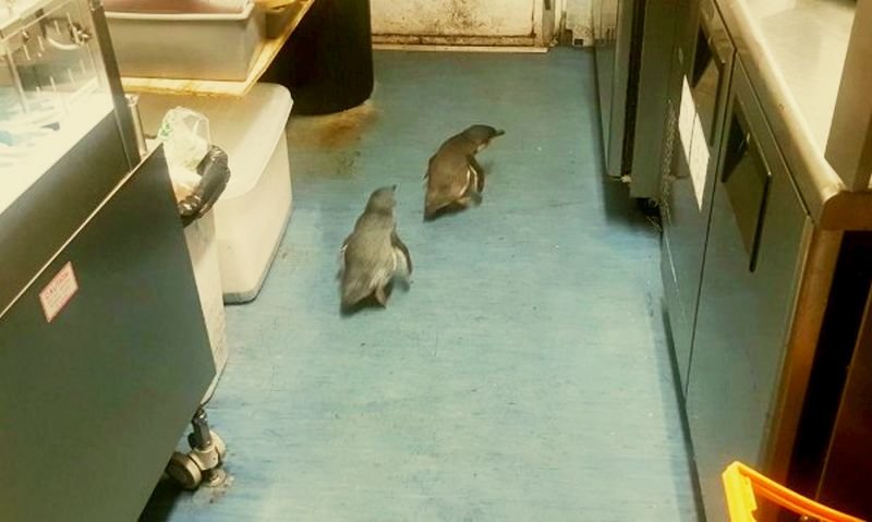 Два пингвина "нахлуха" в ресторант за суши