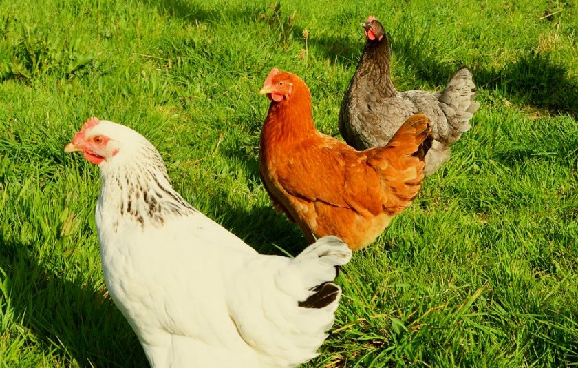 Пожар изпепели ферма с 30 000 кокошки