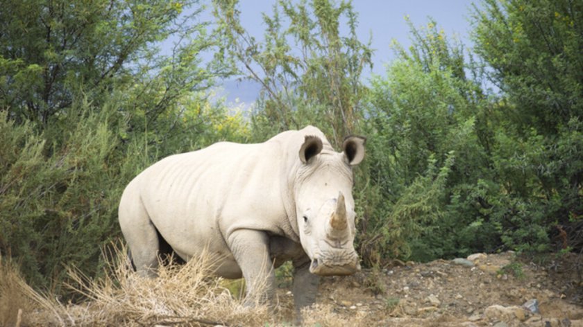 Пуснаха в естествена среда 30 бели носорози в Руанда