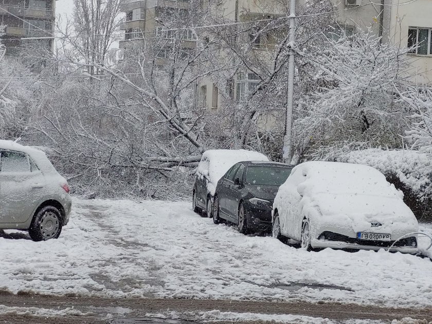 Не е Фандъкова! Столичен кмет лично вдигна паднало дърво