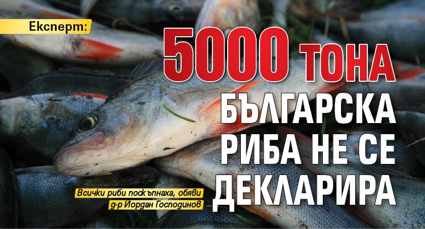 Експерт: 5000 тона българска риба не се декларира