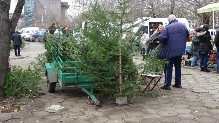 Броим от 15 до 30 лв. за жива елха