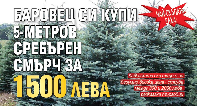 Най-скъпата елха: Баровец си купи 5-метров сребърен смърч за 1500 лева