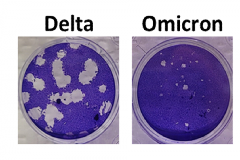 Омикрон и Делта: Прилики и разлики