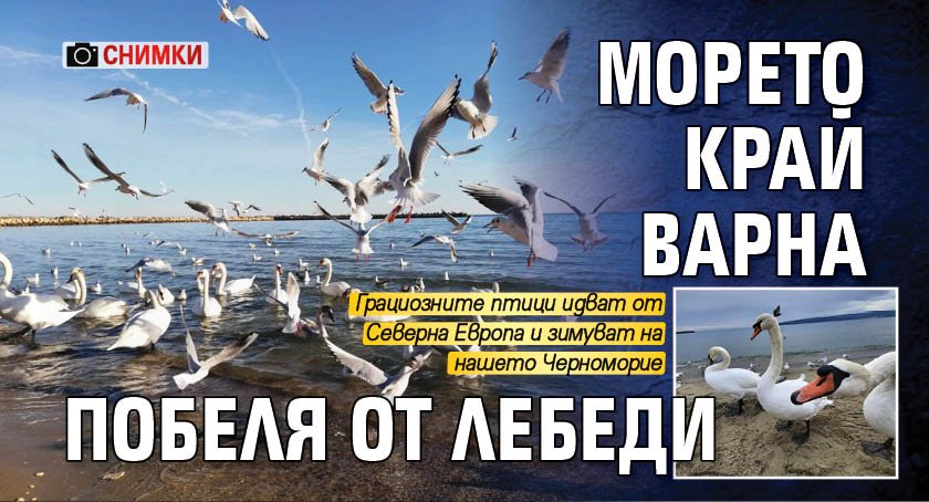 Морето край Варна побеля от лебеди (СНИМКИ)