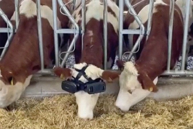 Кравите дават повече мляко с очила за виртуална реалност
