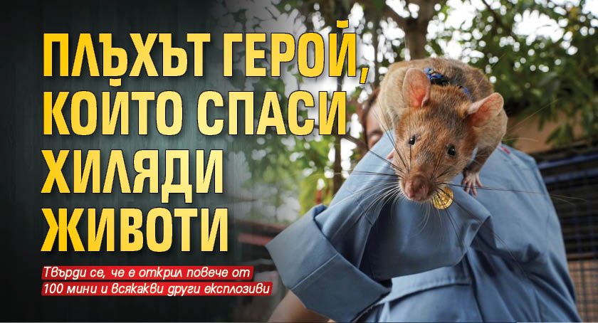Плъхът герой, който спаси хиляди животи