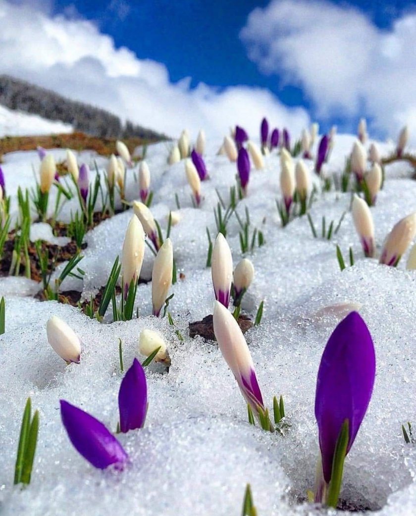 Красота: Цъфнаха първите минзухари