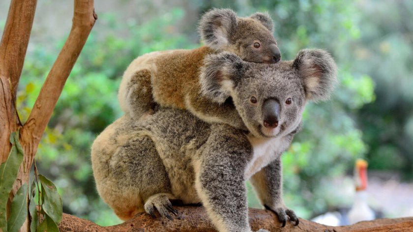 Австралия дава $50 млн. за спасяване на коалите