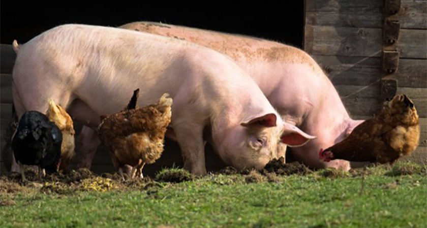 Бедствено положение и в Добричко заради чумата по свинете