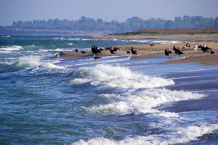 Морето край Дуранкулак изхвърли мъртви румънски кози