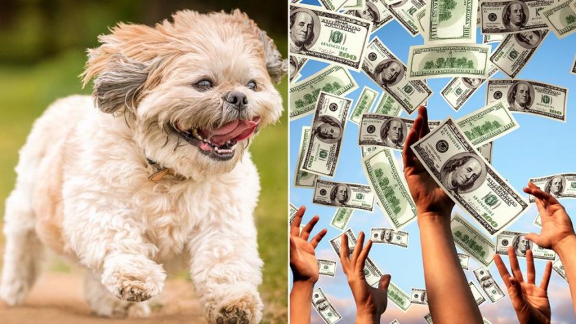 Куче помогна на американец да спечели един милион долара