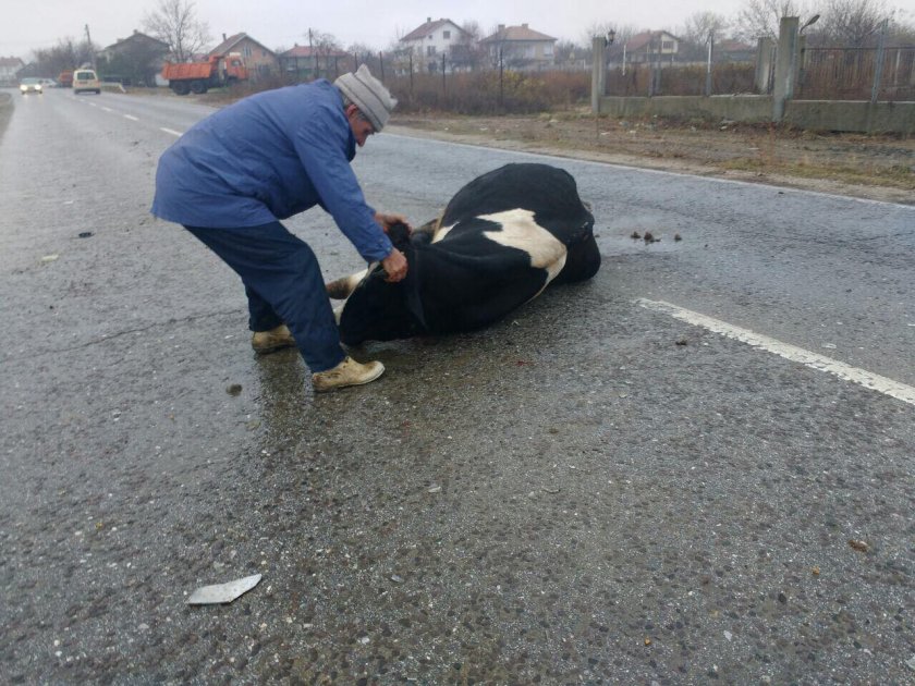 Крава спря джигит край Гоце Делчев