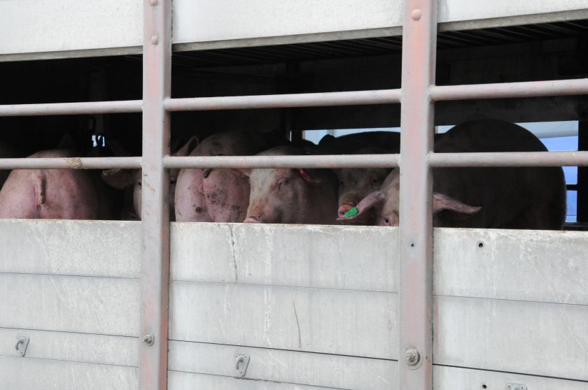 Гърция забрани българското свинско 