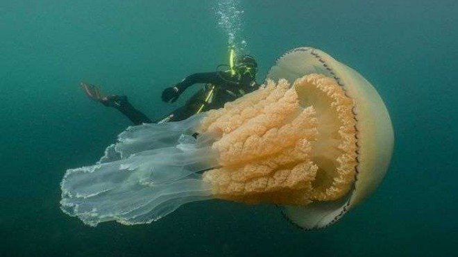 Водолази заснеха медуза с размери на човек 