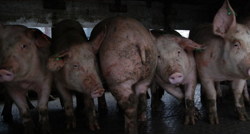 Свинекомплекс в Русенско отказва да избие прасетата