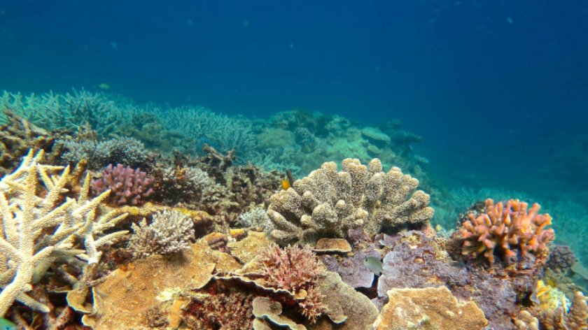 Кораловите рифове отдавна се смятат за една от най-ранните и