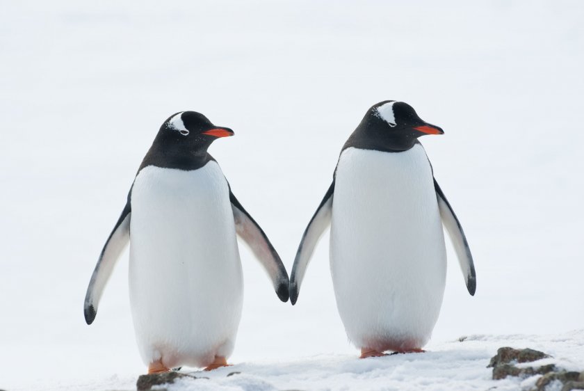 Пингвини гейове станаха татковци