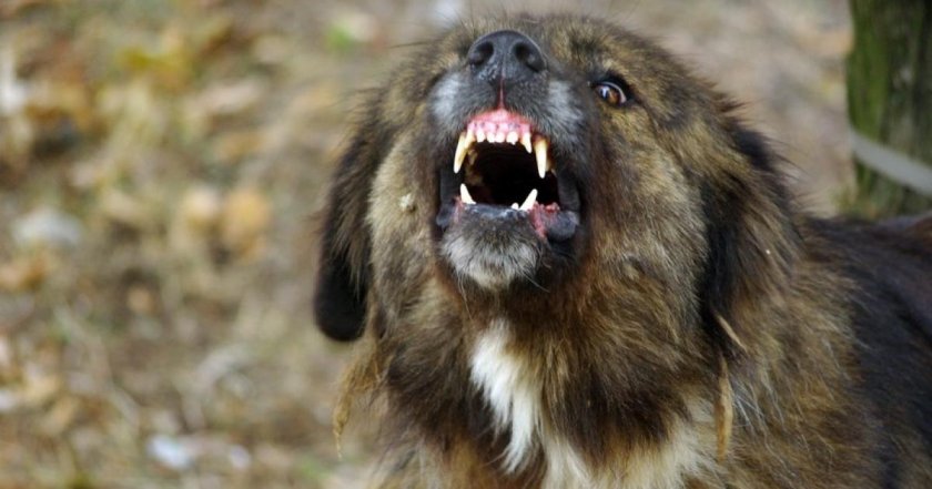 Кучета са нахапали възрастен мъж в Казанлък, съобщиха от МВР-Стара