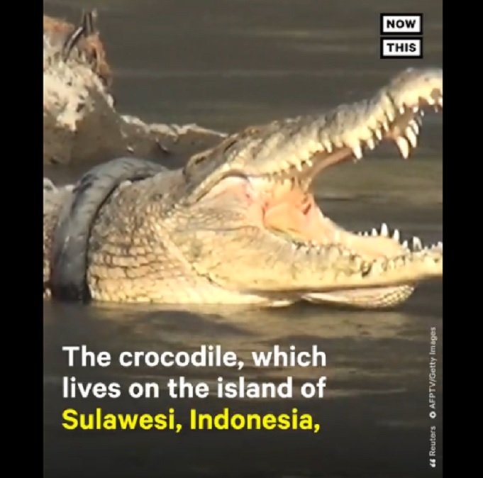 Див крокодил, живял в продължение на шест години с употребявана